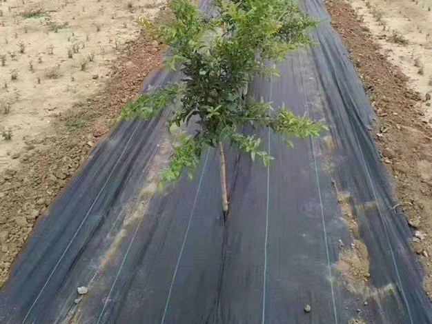 防草布案例